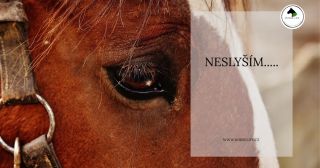 Moji milí, občas se setkávám s majiteli koní, kteří absolutně nevnímají, co jim kůň říká. Přistupují k němu stylem příjdu,...