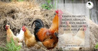 Milí přátelé, za cca 14 dní pojedeme do cerey pro krmivo pro koníky, můžeme vám přivést granulky pro krůty, bažanty,...