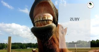 Dnes se vám podíváme na zoubek, milí koňouchové😍. 👉Pravidelná péče o zuby je nezbytná pro zdravé trávení, správné využití...